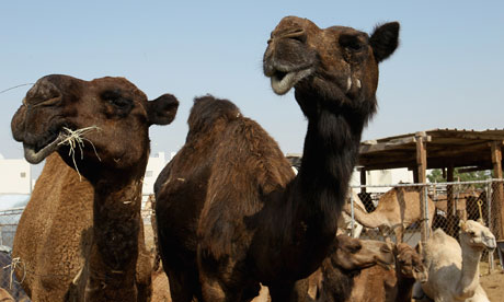 Camel compensation … Iran's insurers and motorists are up in arms over a decision by the judiciary to link compensations payments for accidents on Iran's high-speed roads to the market price of camels. Photograph: Christof Koepsel/Getty Images