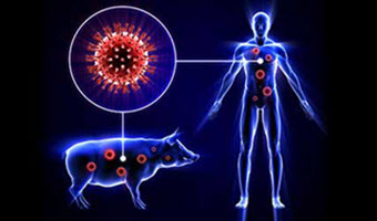Swine flu kills 112 in Iran since November