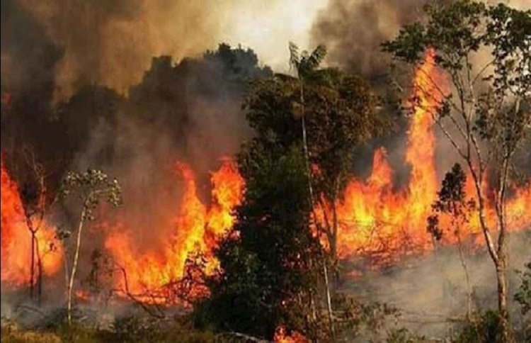 Iran forest fires