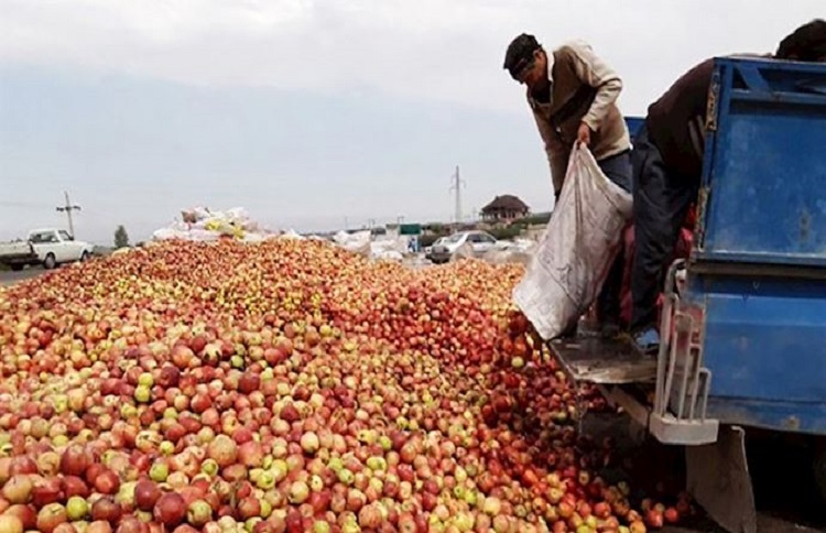 Iran’s apple farmers throw out their crops because of the lack of market