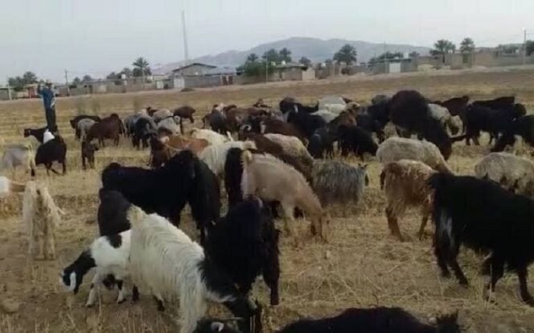 Iran’s Government Destroys Life of Wheat Farmers
