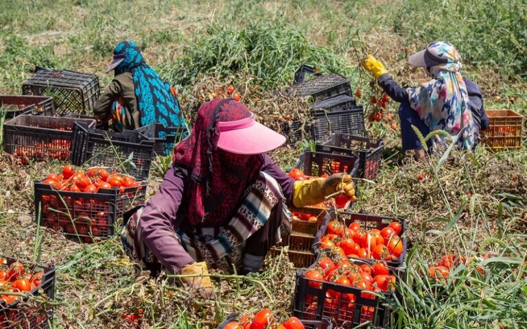 Female Farm Workers in Khuzestan with Lowest Wages and No Insurance