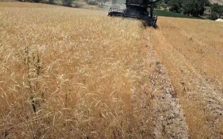 Iran’s Regime Owes 1.1 Quadrillion Rials to Wheat Farmers