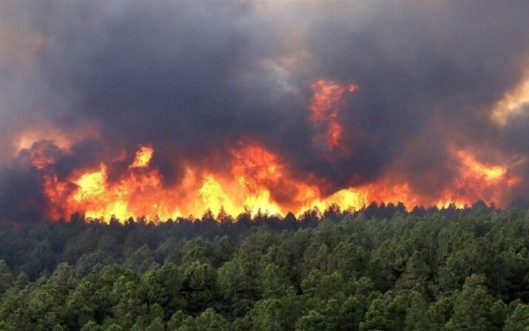 Fire In One of Oldest Forests in the World Uncontained After 21 Days